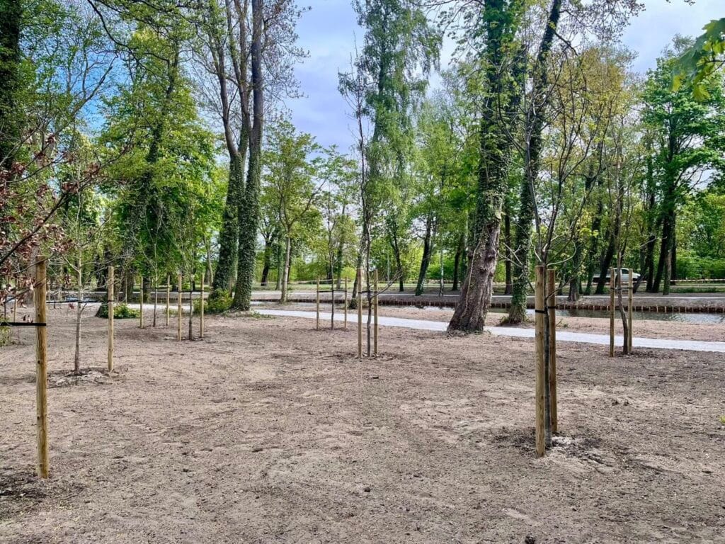 Nowo posadzone drzewa w parku miejskim