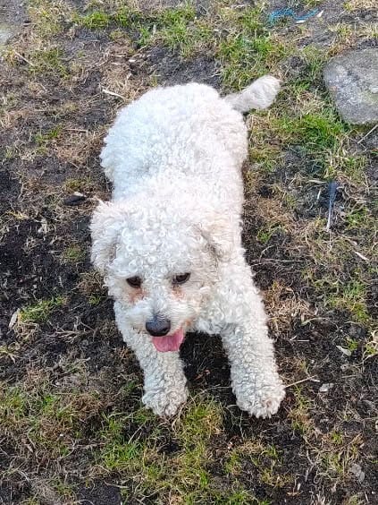 UWAGA! Znaleziono psa