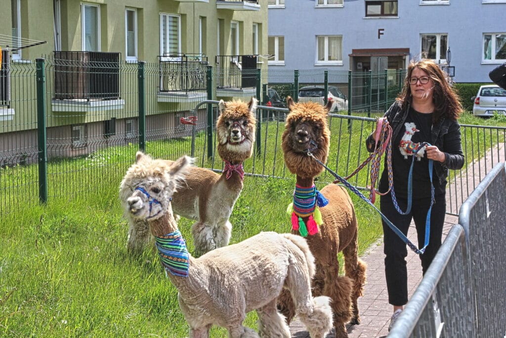 Kobieta spaceruje z trzema alpakami w mieście