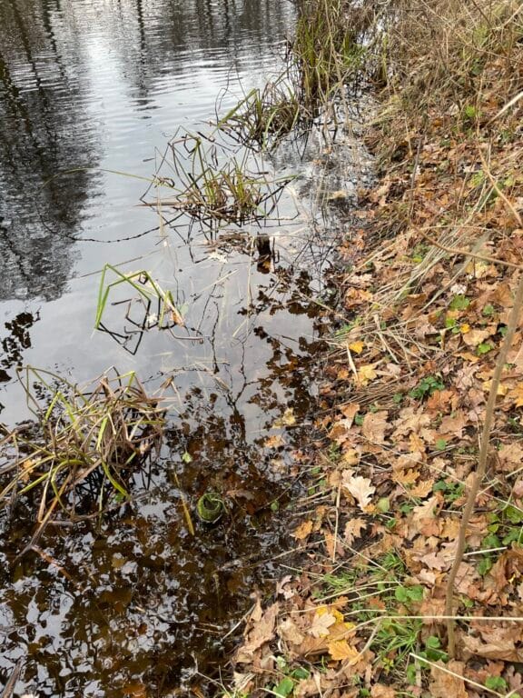Brzeg jeziora z liśćmi i roślinami wodnymi