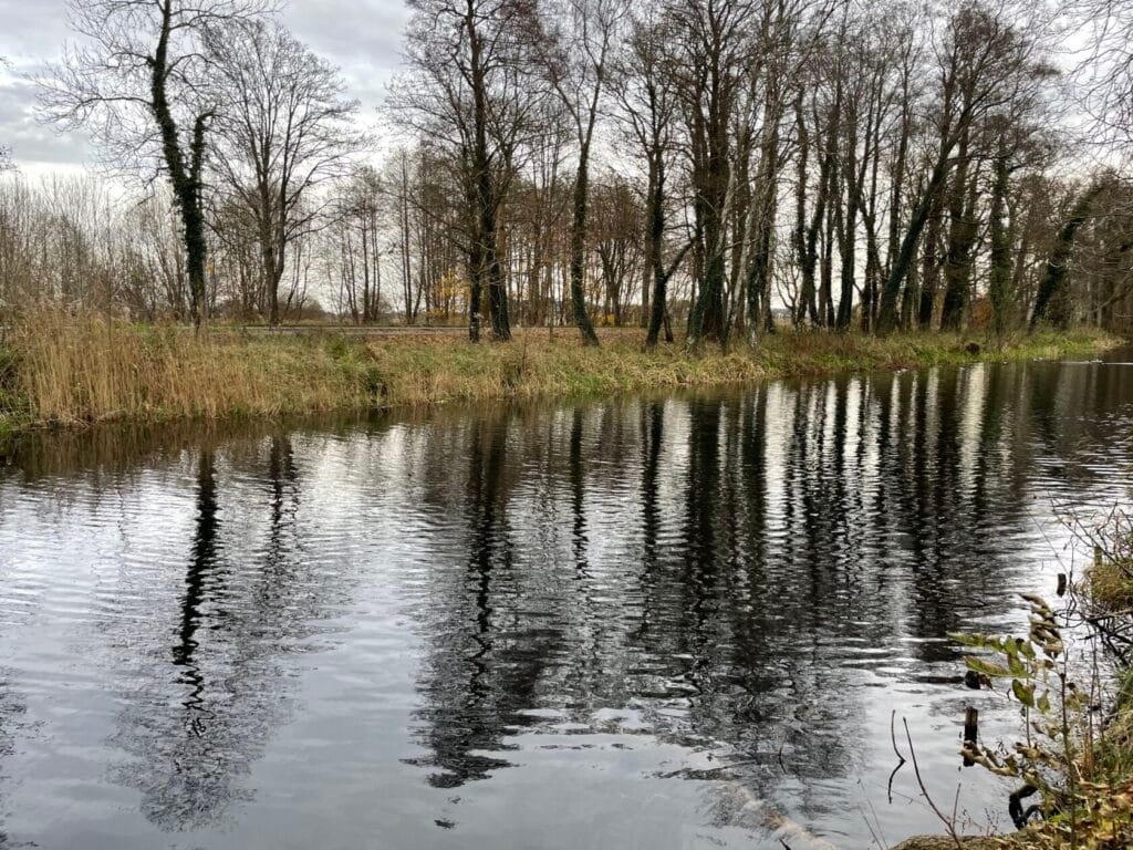 Drzewa odbijają się w jeziorze w pochmurny dzień