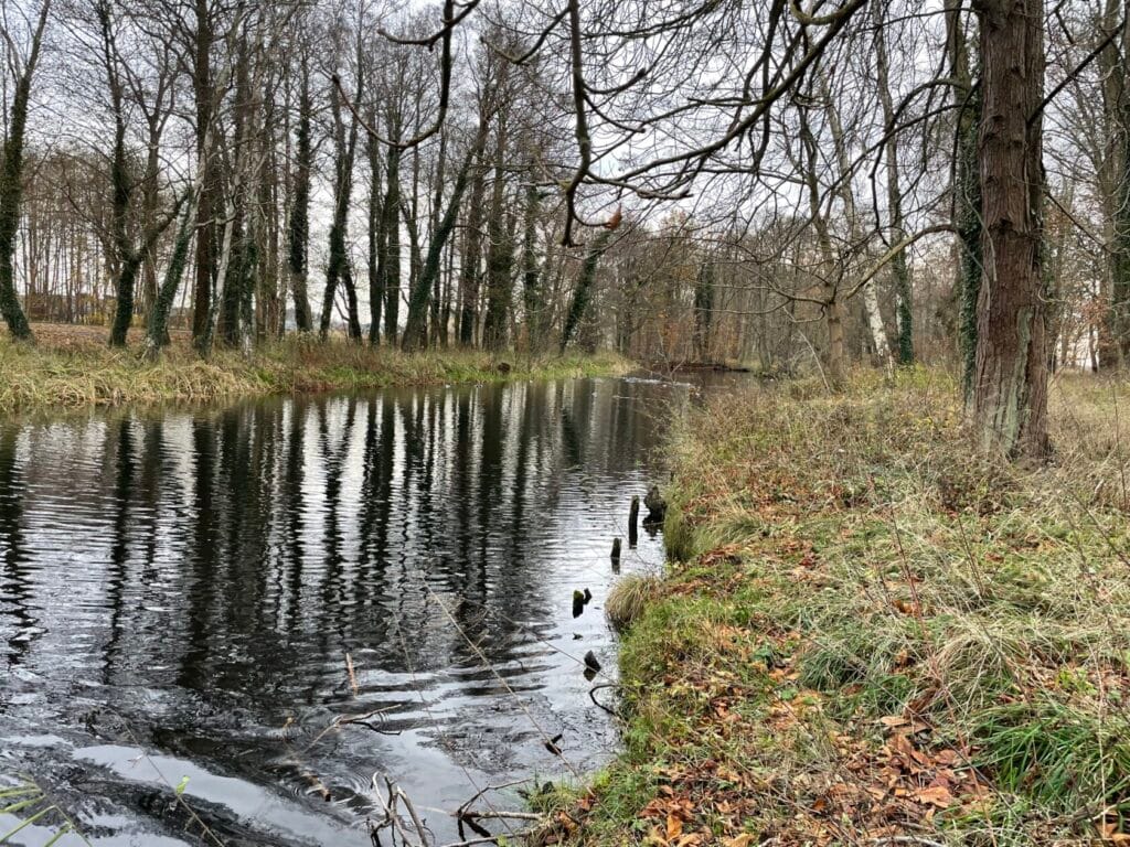 Zimowy krajobraz przybrzeżnego lasu z odbiciem w wodzie