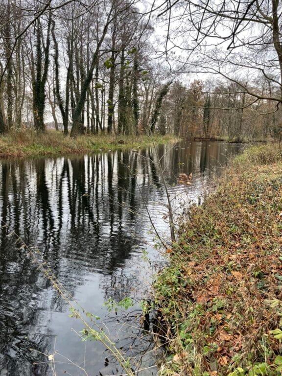 Spokojny staw otoczony drzewami w chłodny dzień