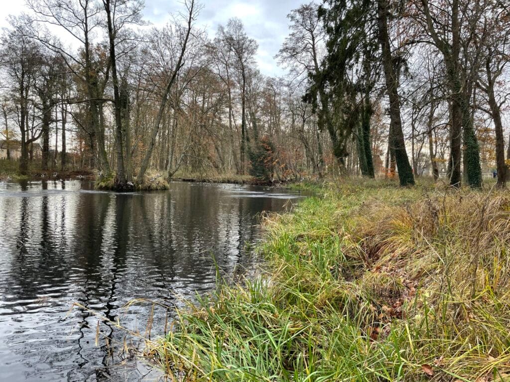 Jezioro otoczone drzewami z trzcinami na brzegu