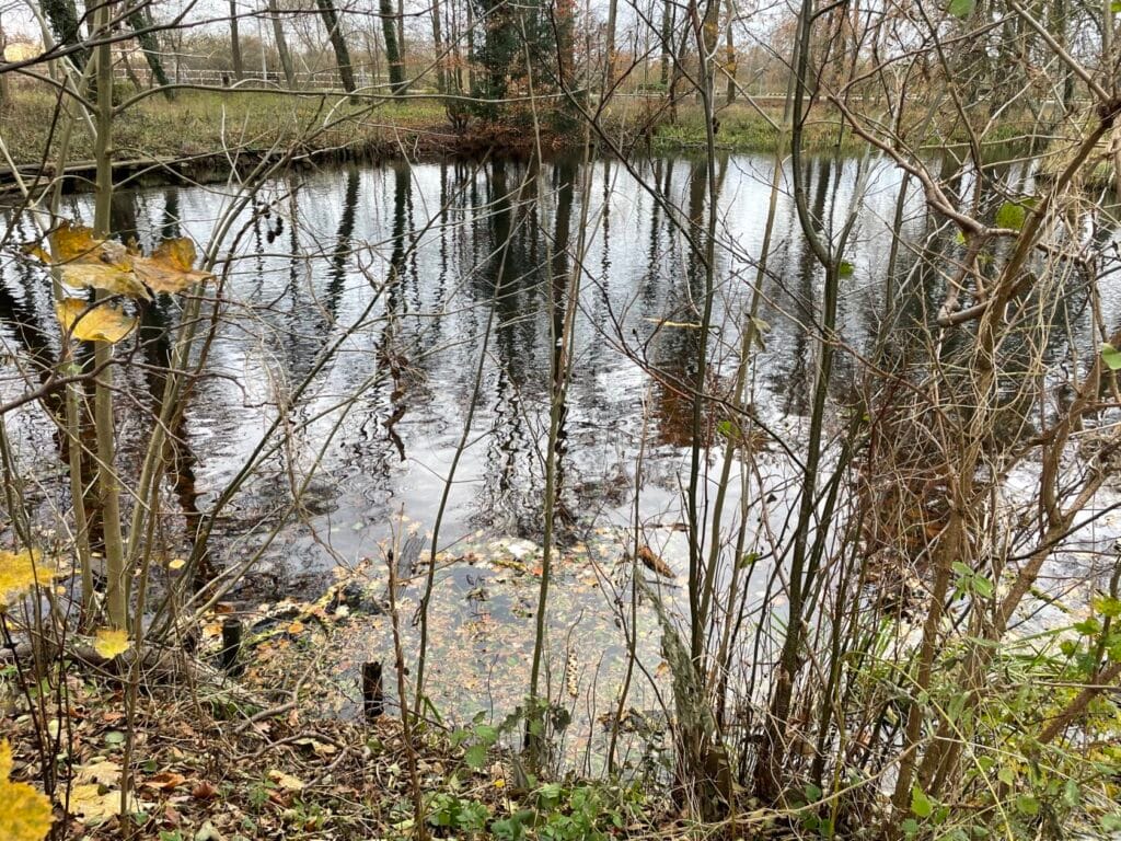 Jesienne drzewa odbijają się w spokojnym stawie