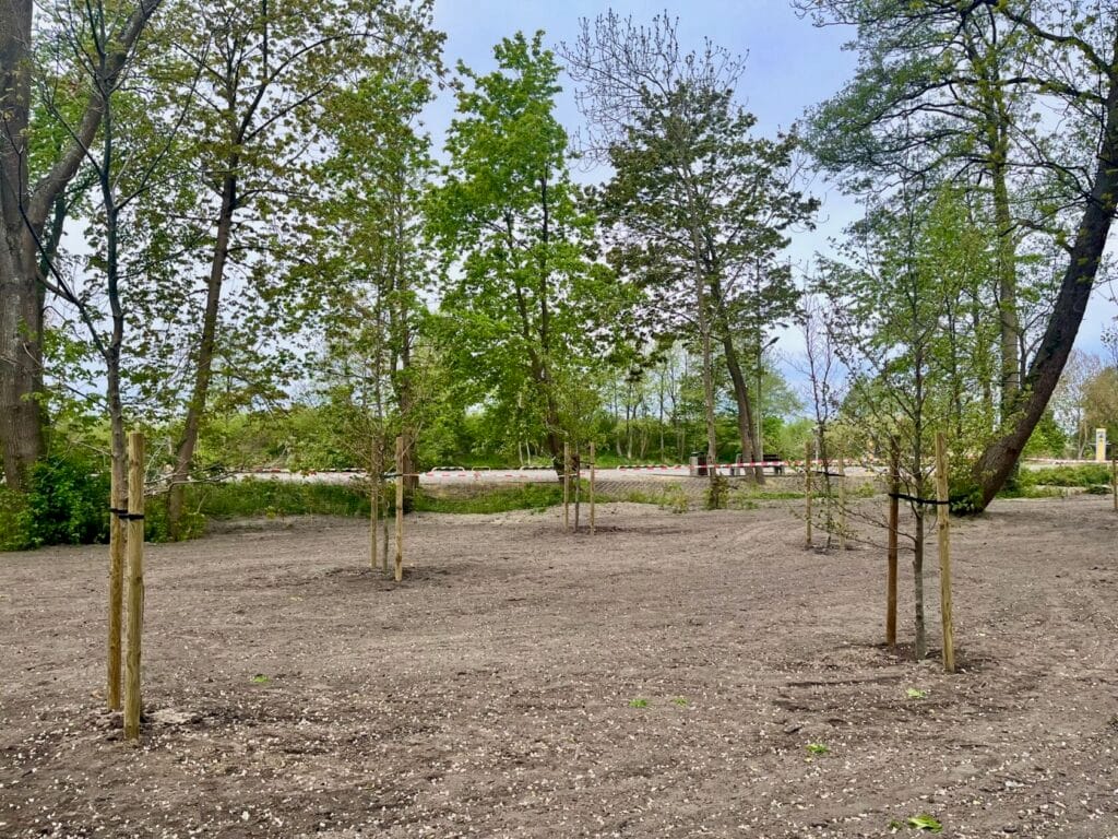 Młode drzewa w parku, świeżo zasadzone, ziemia, zieleń