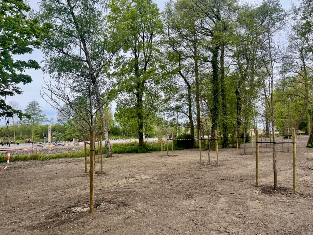 Młode drzewa posadzone w miejskim parku