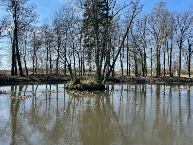 Mała wyspa na stawie otoczona drzewami