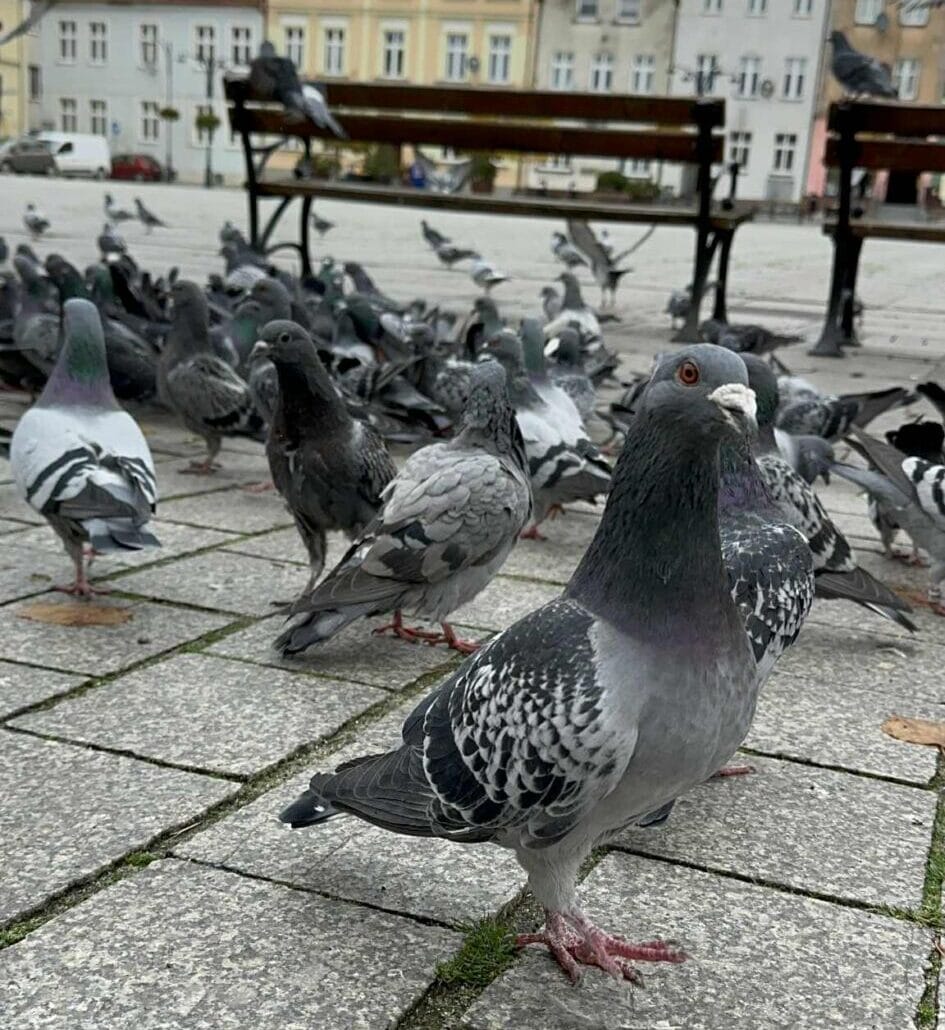 Darłowo na weekend 31 października – 2 listopada