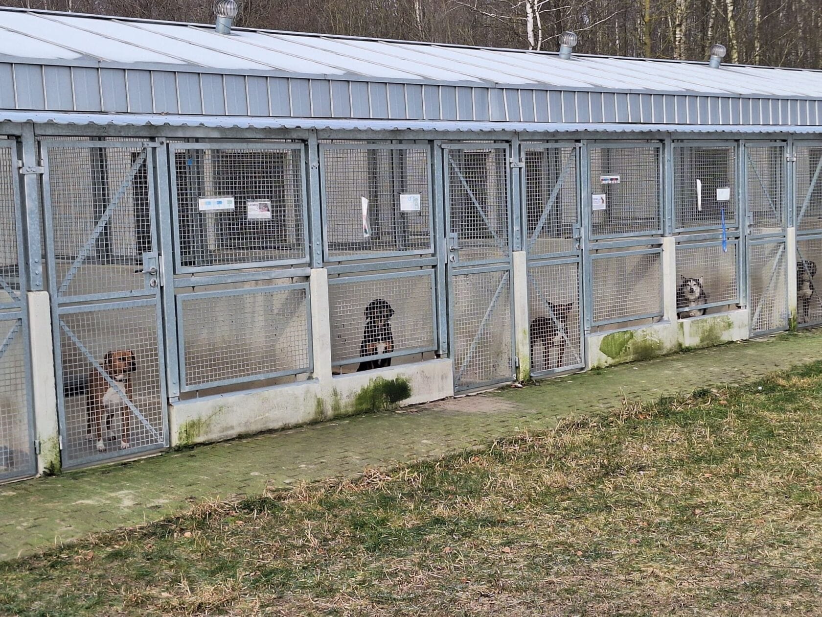 Wizyta w koszalińskim schronisku – pomoc dla czworonogów